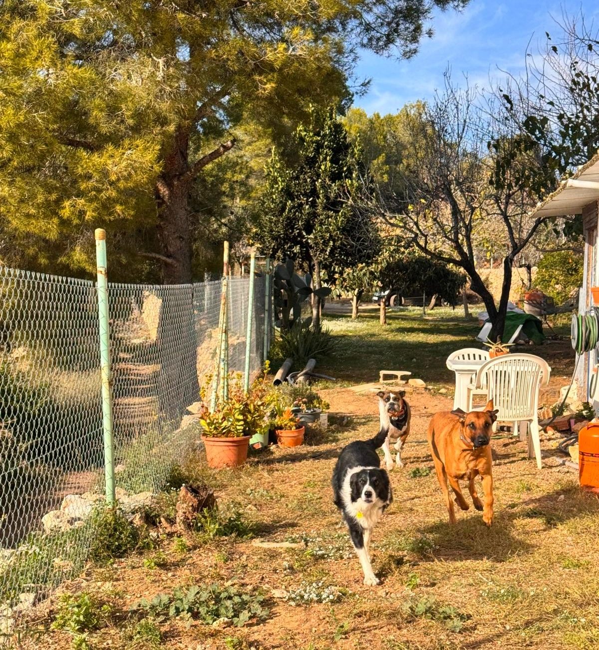 Tres perros corriendo por el terreno cercado de Casa Cindor