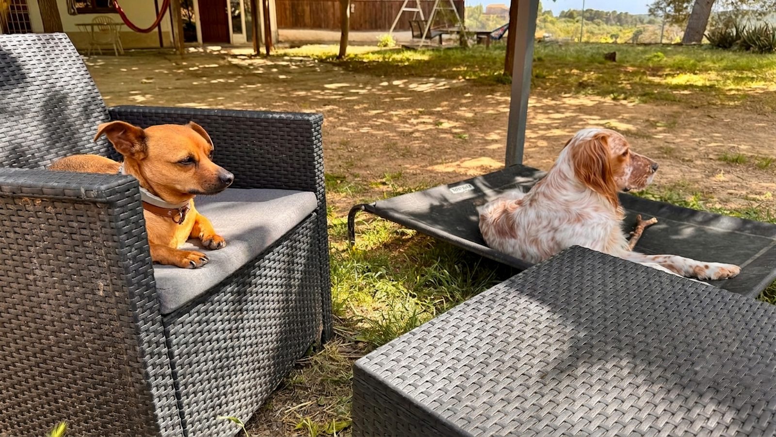 Dos perros descansando juntos al aire libre en Casa Cindor