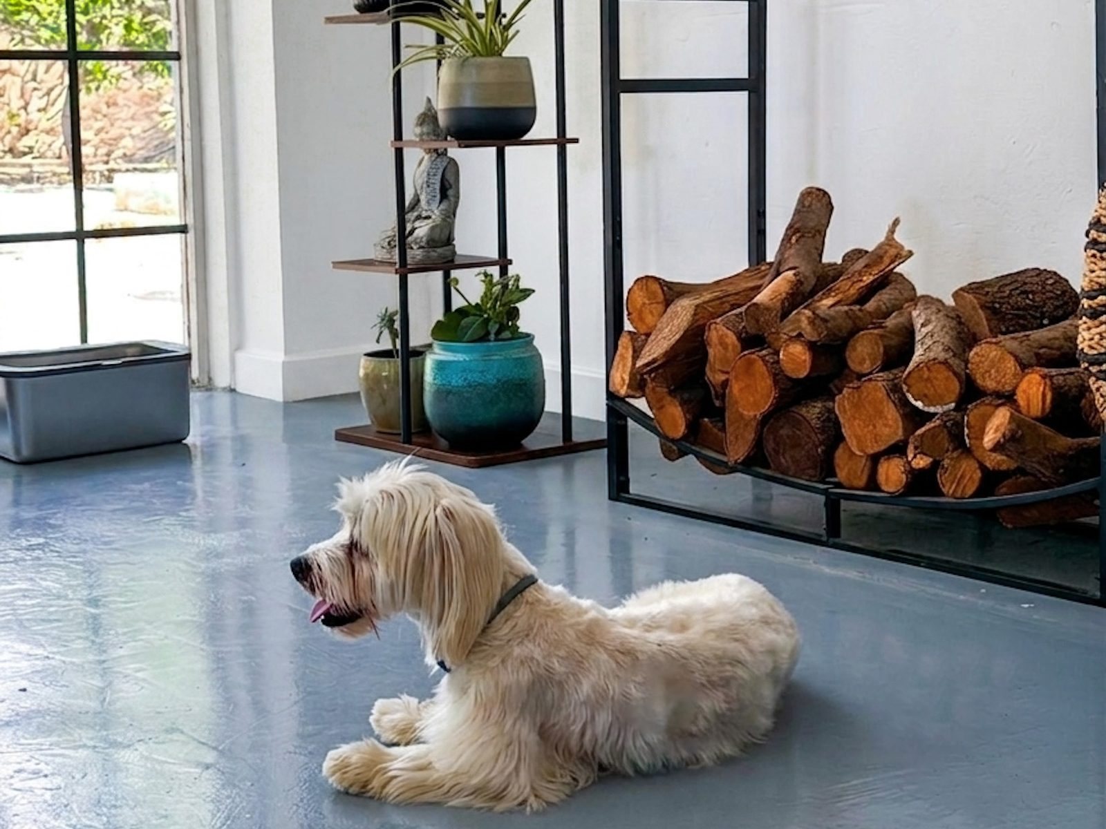 Perro descansando dentro de la casa, en el fresco